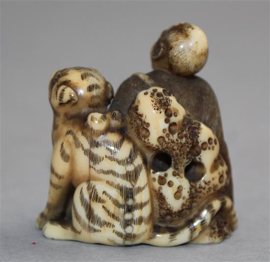 A Japanese walrus ivory netsuke of Binzuru Rakan and a tiger, Meiji period, 4.1cm